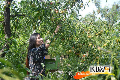 小長假有好去處 2017黃驊冬棗采摘旅游活動啟動