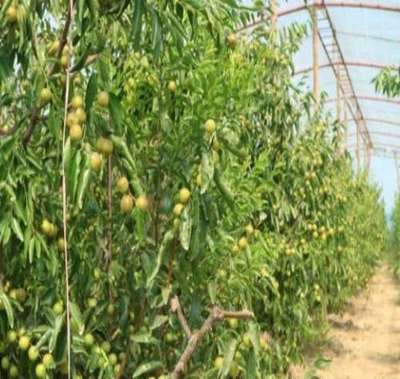 富平縣澤瑞源冬棗種植專業(yè)合作社 黃驊冬棗的綠色典范